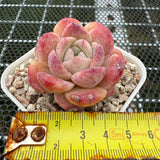 Echeveria 'Pink Apparition' 粉冰魄 -- JCC Succulent Plants