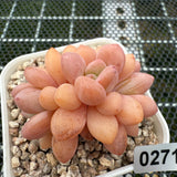 Pachyphytum Omega 欧米茄 -- JCC Succulent Plants