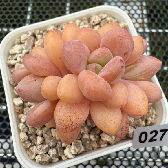 Pachyphytum Omega 欧米茄 -- JCC Succulent Plants