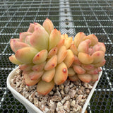 Echeveria 'Pink Diamond' 粉钻 -- JCC Succulent Plants