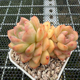 Echeveria 'Pink Diamond' 粉钻 -- JCC Succulent Plants