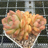 Echeveria 'Pink Diamond' 粉钻 -- JCC Succulent Plants