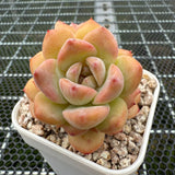 Echeveria 'Pink Diamond' 粉钻 -- JCC Succulent Plants