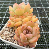 Echeveria 'Pink Diamond' 粉钻 -- JCC Succulent Plants