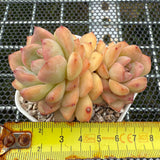 Echeveria 'Pink Diamond' 粉钻 -- JCC Succulent Plants