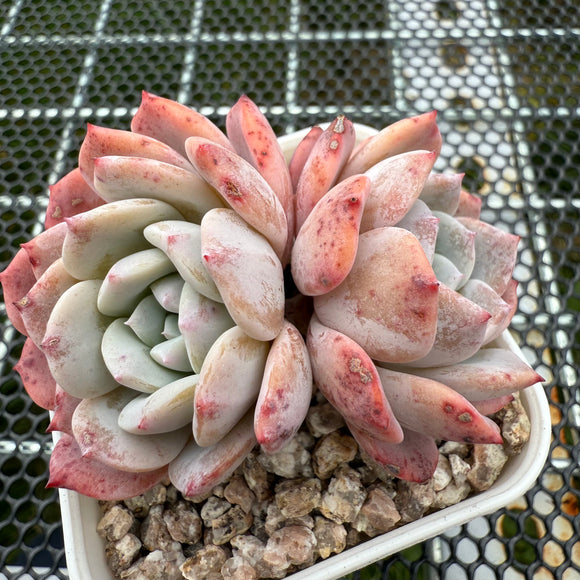 Echeveria Lapine/Amanda 拉皮/阿曼达 -- JCC Succulent Plants