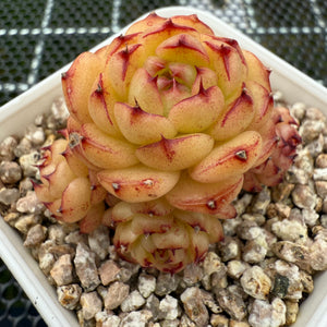 Echeveria 'Chocolate Mocha' 巧克力摩卡 -- JCC Succulent Plants