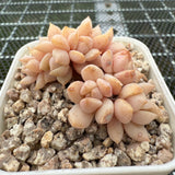 Echeveria 'Super Milky' Crest 超奶缀化-- JCC Succulent Plants