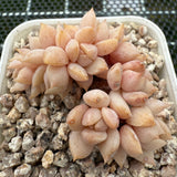 Echeveria 'Super Milky' Crest 超奶缀化-- JCC Succulent Plants