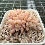 Echeveria 'Super Milky' Crest 超奶缀化-- JCC Succulent Plants