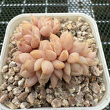 Echeveria 'Super Milky' Crest 超奶缀化-- JCC Succulent Plants