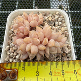 Echeveria 'Super Milky' Crest 超奶缀化-- JCC Succulent Plants