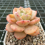 Echeveria 'Cream Lucy' 奶油露西 -- JCC Succulent Plants