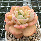 Echeveria 'Cream Lucy' 奶油露西 -- JCC Succulent Plants