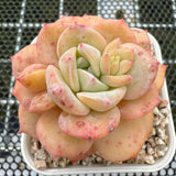 Echeveria 'Cream Lucy' 奶油露西 -- JCC Succulent Plants