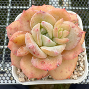 Echeveria 'Cream Lucy' 奶油露西 -- JCC Succulent Plants