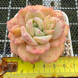 Echeveria 'Cream Lucy' 奶油露西 -- JCC Succulent Plants