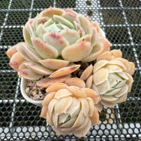 Echeveria ‘Sina’ 西娜 -- JCC Succulent Plants