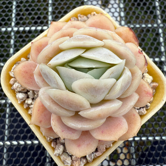 Echeveria ‘Sina’ 西娜 -- JCC Succulent Plants