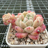 Echeveria 'ilust' -- JCC Succulent Plants