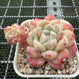 Echeveria 'ilust' -- JCC Succulent Plants