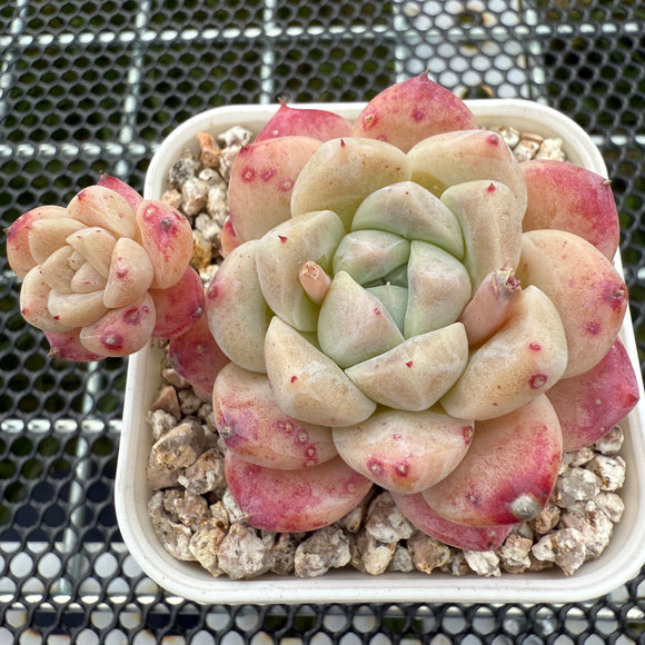 Echeveria 'ilust' -- JCC Succulent Plants