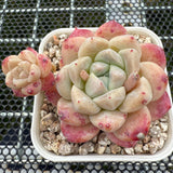 Echeveria 'ilust' -- JCC Succulent Plants