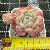 Echeveria 'ilust' -- JCC Succulent Plants