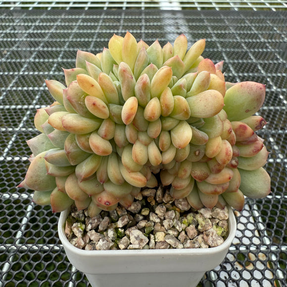 Echeveria 'Pink Diamond' Crest 粉钻缀化  -- JCC Succulent Plants