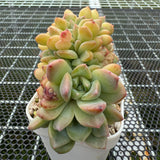 Echeveria 'Pink Diamond' Crest 粉钻缀化  -- JCC Succulent Plants