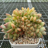 Echeveria 'Pink Diamond' Crest 粉钻缀化  -- JCC Succulent Plants