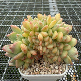 Echeveria 'Pink Diamond' Crest 粉钻缀化  -- JCC Succulent Plants