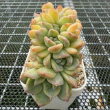 Echeveria 'Pink Diamond' Crest 粉钻缀化  -- JCC Succulent Plants