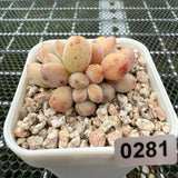 Pachyphytum cv 'Cream Frevel' 奶油香水 -- JCC Succulent Plants