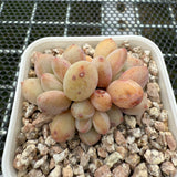 Pachyphytum cv 'Cream Frevel' 奶油香水 -- JCC Succulent Plants