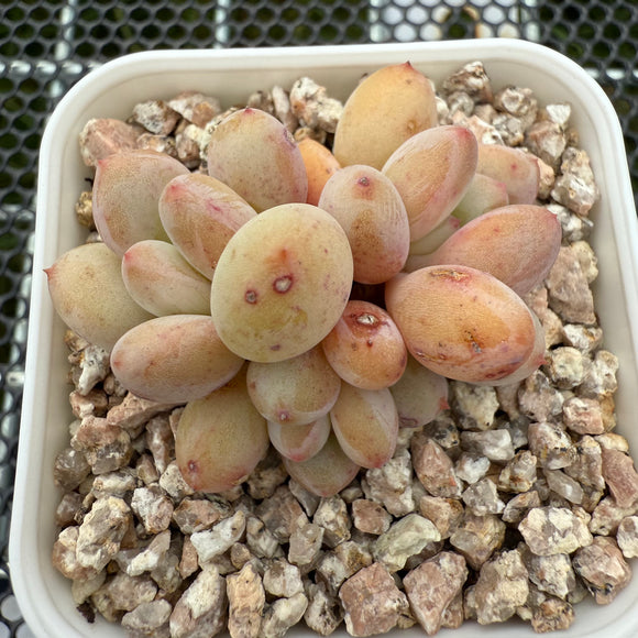 Pachyphytum cv 'Cream Frevel' 奶油香水 -- JCC Succulent Plants