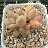 Pachyphytum cv 'Cream Frevel' 奶油香水 -- JCC Succulent Plants