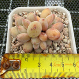 Pachyphytum cv 'Cream Frevel' 奶油香水 -- JCC Succulent Plants