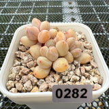 Pachyphytum cv 'Cream Frevel' 奶油香水 -- JCC Succulent Plants