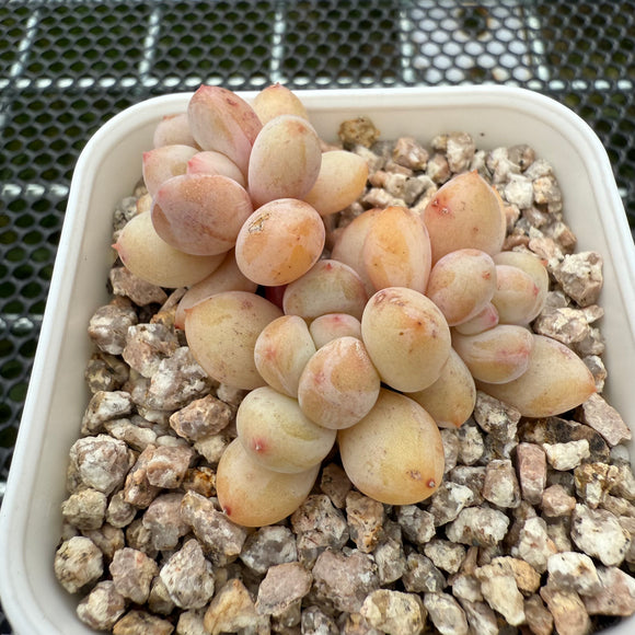 Pachyphytum cv 'Cream Frevel' 奶油香水 -- JCC Succulent Plants