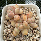 Pachyphytum cv 'Cream Frevel' 奶油香水 -- JCC Succulent Plants