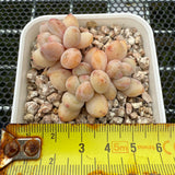 Pachyphytum cv 'Cream Frevel' 奶油香水 -- JCC Succulent Plants