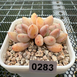 Pachyphytum cv 'Cream Frevel' 奶油香水 -- JCC Succulent Plants