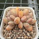 Pachyphytum cv 'Cream Frevel' 奶油香水 -- JCC Succulent Plants