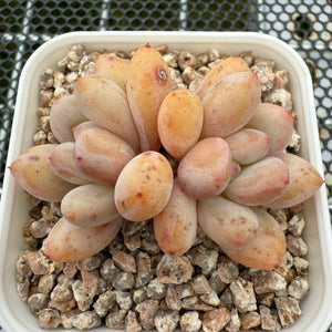 Pachyphytum cv 'Cream Frevel' 奶油香水 -- JCC Succulent Plants