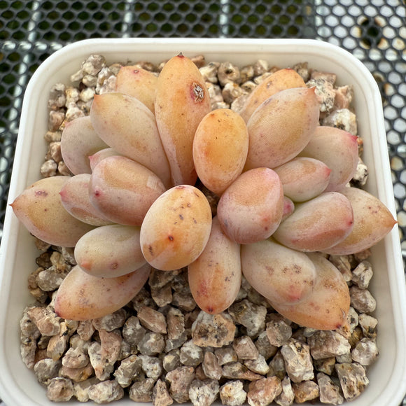 Pachyphytum cv 'Cream Frevel' 奶油香水 -- JCC Succulent Plants