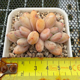 Pachyphytum cv 'Cream Frevel' 奶油香水 -- JCC Succulent Plants