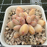 Pachyphytum cv 'Cream Frevel' 奶油香水 -- JCC Succulent Plants