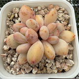 Pachyphytum cv 'Cream Frevel' 奶油香水 -- JCC Succulent Plants