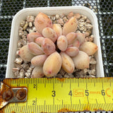 Pachyphytum cv 'Cream Frevel' 奶油香水 -- JCC Succulent Plants